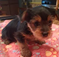 Dolly, a female Yorkshire Terrier for sale in Manchester, NH – 3 of 6