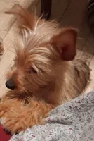 King, a male Yorkshire Terrier for sale in Manchester, NH – 2 of 5