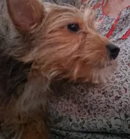 King, a male Yorkshire Terrier for sale in Manchester, NH – 3 of 5
