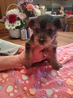 Gray, a male Yorkshire Terrier for sale in Manchester, NH – 4 of 6