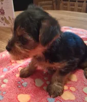 Dolly, a female Yorkshire Terrier for sale in Manchester, NH – 6 of 6