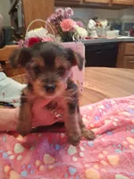 Midnight, a male Yorkshire Terrier for sale in Manchester, NH – 5 of 5