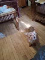 King, a male Yorkshire Terrier for sale in Manchester, NH – 7 of 7