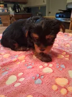 Gray, a male Yorkshire Terrier for sale in Manchester, NH – 5 of 6