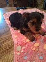 Midnight, a male Yorkshire Terrier for sale in Manchester, NH – 4 of 5