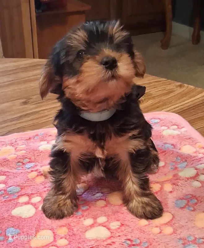 Blue – Yorkshire Terrier puppy for sale in Manchester, NH