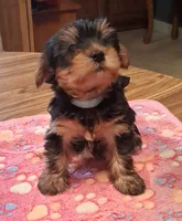 Blue, a male Yorkshire Terrier for sale in Manchester, NH – 1 of 1