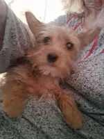 King, a male Yorkshire Terrier for sale in Manchester, NH – 4 of 5