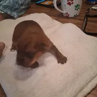 Princess, a female Yorkshire Terrier for sale in Manchester, NH – Photo 4 of 4