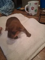 Princess, a female Yorkshire Terrier for sale in Manchester, NH – Photo 4 of 4