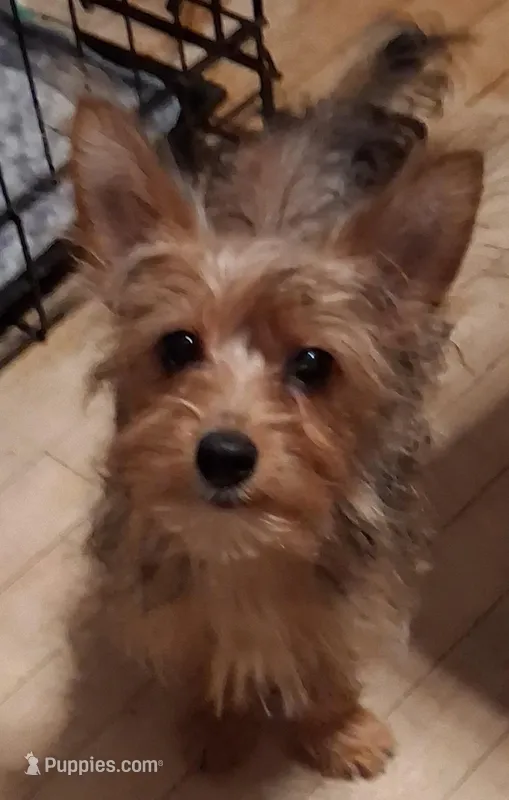 Princess – Yorkshire Terrier puppy for sale in Manchester, NH