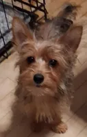 Princess, a female Yorkshire Terrier for sale in Manchester, NH – 1 of 2