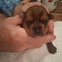 Princess, a female Yorkshire Terrier for sale in Manchester, NH – Photo 1 of 4