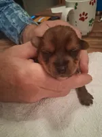 Princess, a female Yorkshire Terrier for sale in Manchester, NH – Photo 1 of 4