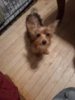 Princess, a female Yorkshire Terrier for sale in Manchester, NH – 2 of 2