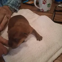 Princess, a female Yorkshire Terrier for sale in Manchester, NH – Photo 2 of 4