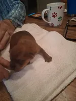 Princess, a female Yorkshire Terrier for sale in Manchester, NH – Photo 2 of 4