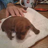 Princess, a female Yorkshire Terrier for sale in Manchester, NH – Photo 3 of 4