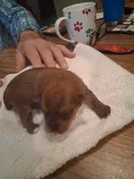 Princess, a female Yorkshire Terrier for sale in Manchester, NH – Photo 3 of 4