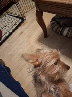 Princess, a female Yorkshire Terrier for sale in Manchester, NH – 2 of 4