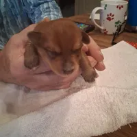 Prince, a male Yorkshire Terrier for sale in Manchester, NH – Photo 1 of 6