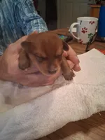 Prince, a male Yorkshire Terrier for sale in Manchester, NH – Photo 1 of 6