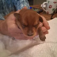 Prince, a male Yorkshire Terrier for sale in Manchester, NH – Photo 2 of 6