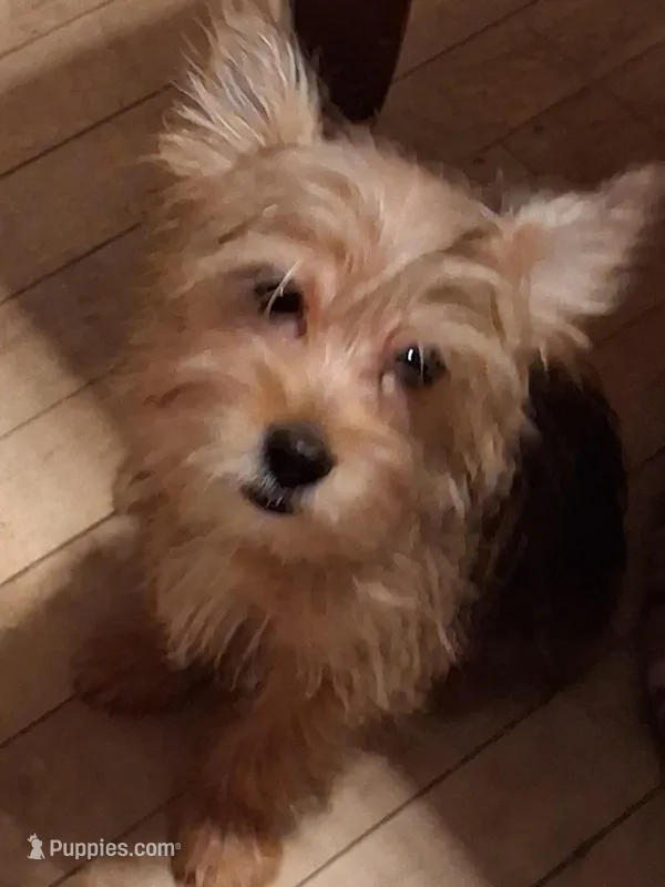 Prince, a male Yorkshire Terrier for sale in Manchester, NH – Photo 1 of 1