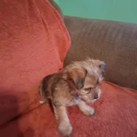 Prince, a male Yorkshire Terrier for sale in Manchester, NH – Photo 4 of 6