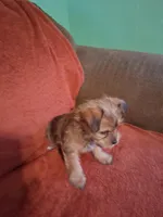 Prince, a male Yorkshire Terrier for sale in Manchester, NH – Photo 4 of 6