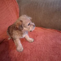 Prince, a male Yorkshire Terrier for sale in Manchester, NH – Photo 6 of 6