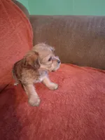 Prince, a male Yorkshire Terrier for sale in Manchester, NH – Photo 6 of 6