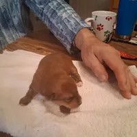 Prince, a male Yorkshire Terrier for sale in Manchester, NH – Photo 3 of 6