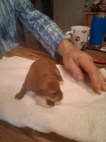 Prince, a male Yorkshire Terrier for sale in Manchester, NH – Photo 3 of 6