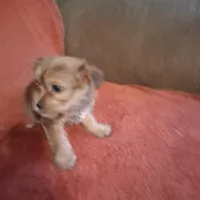 Prince, a male Yorkshire Terrier for sale in Manchester, NH – Photo 5 of 6