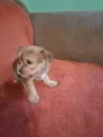 Prince, a male Yorkshire Terrier for sale in Manchester, NH – Photo 5 of 6