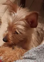 King, a male Yorkshire Terrier for sale in Manchester, NH – Photo 2 of 2