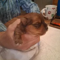 King, a male Yorkshire Terrier for sale in Manchester, NH – Photo 4 of 7