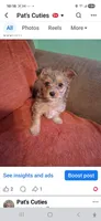 King, a male Yorkshire Terrier for sale in Manchester, NH – 3 of 3