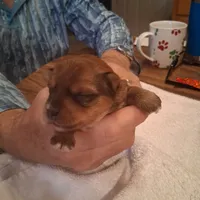 King, a male Yorkshire Terrier for sale in Manchester, NH – Photo 5 of 7