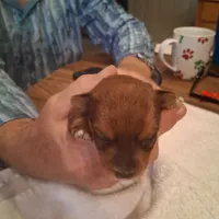 King, a male Yorkshire Terrier for sale in Manchester, NH – Photo 3 of 7