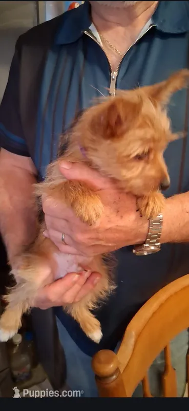 King, a male Yorkshire Terrier for sale in Manchester, NH – Photo 1 of 2