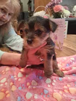 Gray, a male Yorkshire Terrier for sale in Manchester, NH – 6 of 6
