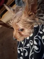Princess, a female Yorkshire Terrier for sale in Manchester, NH – 4 of 4