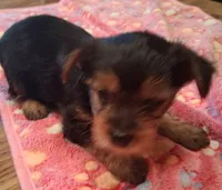 Midnight, a male Yorkshire Terrier for sale in Manchester, NH – 2 of 5