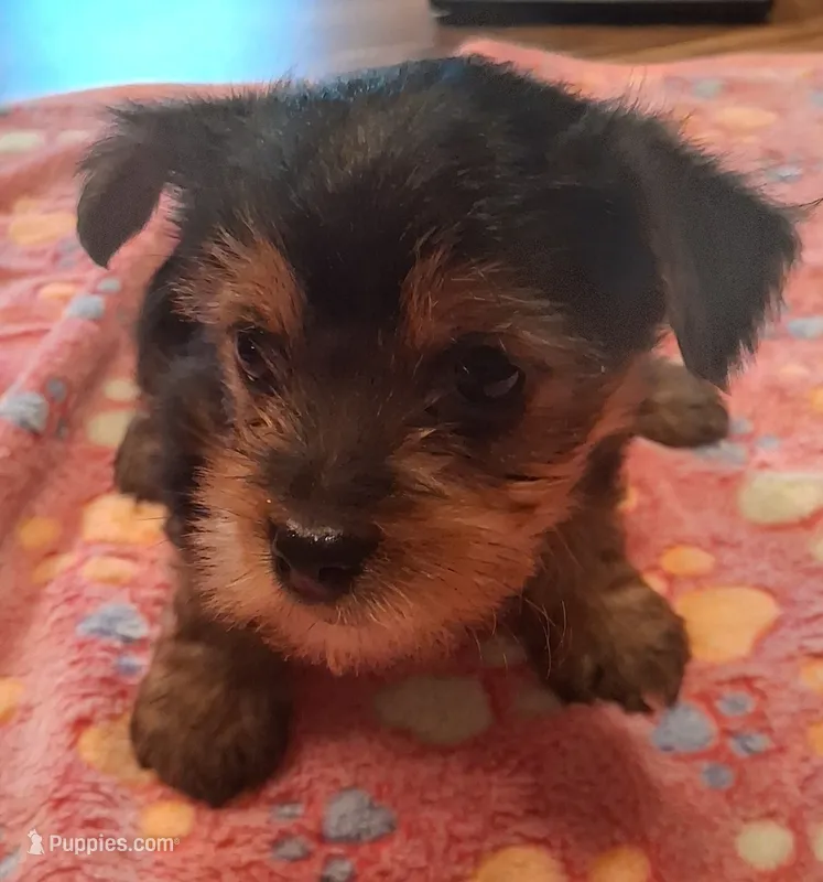Dolly – Yorkshire Terrier puppy for sale in Manchester, NH