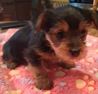 Dolly, a female Yorkshire Terrier for sale in Manchester, NH – 5 of 6