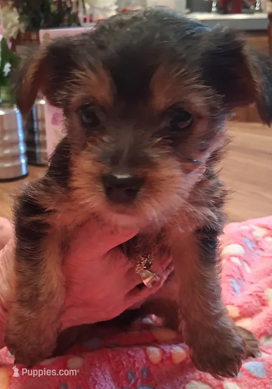 Gray – Yorkshire Terrier puppy for sale in Manchester, NH