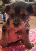 Gray, a male Yorkshire Terrier for sale in Manchester, NH – 1 of 6