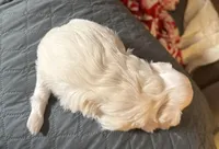 Snowflake, a female Chinese Crested for sale in Ranger, GA – Photo 5 of 7